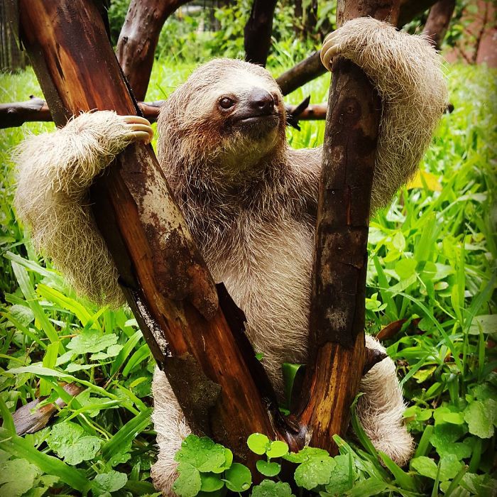 Cute-sloths