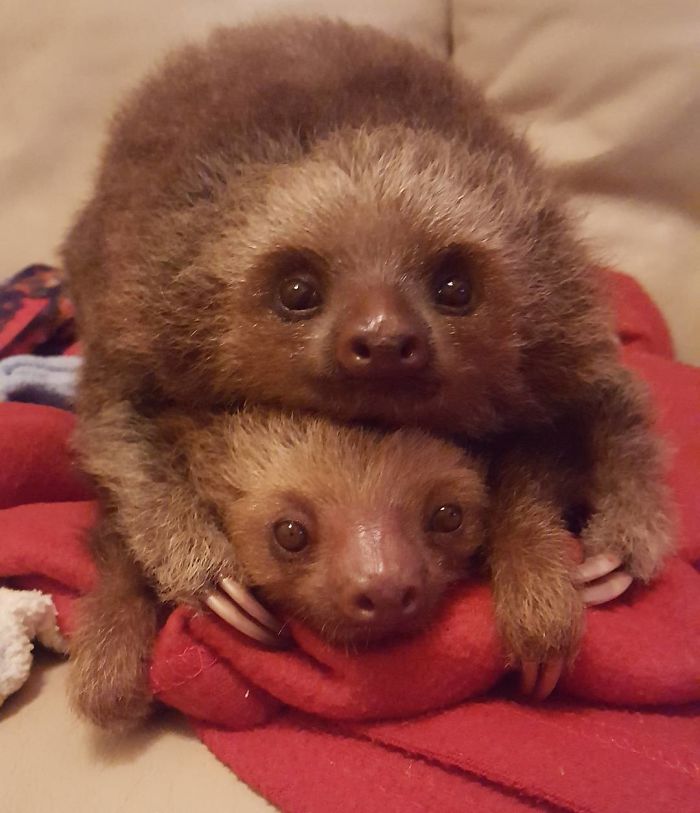 Cute-sloths
