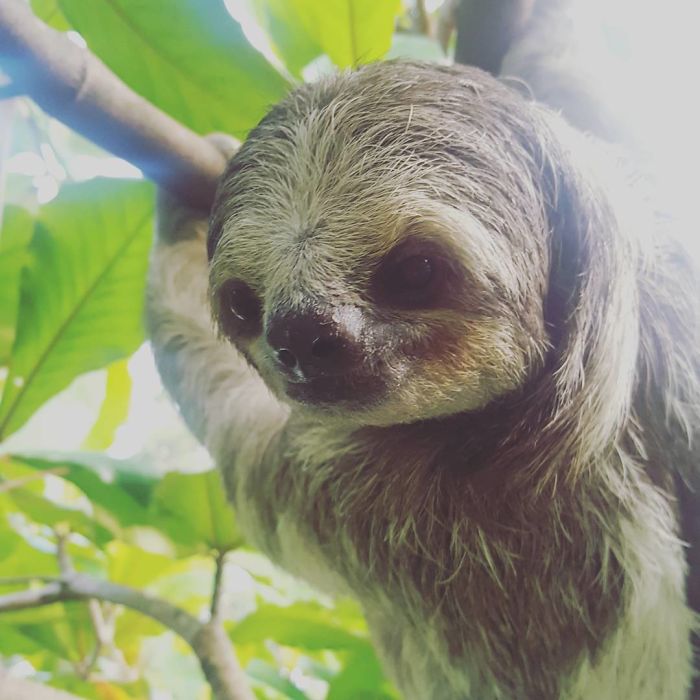 Cute-sloths