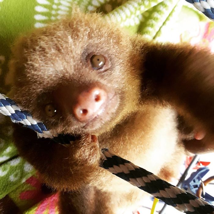 Cute-sloths