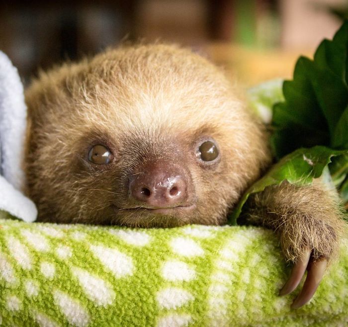 Cute-sloths