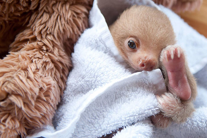 Cute-sloths