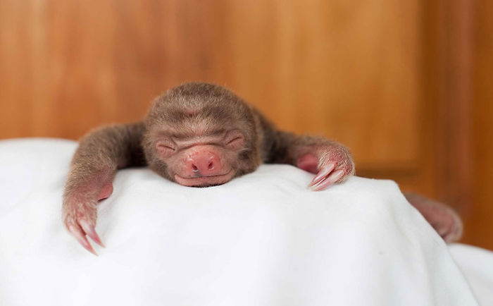 Cute-sloths