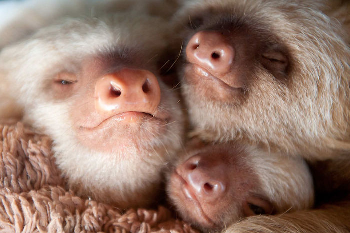 Cute-sloths