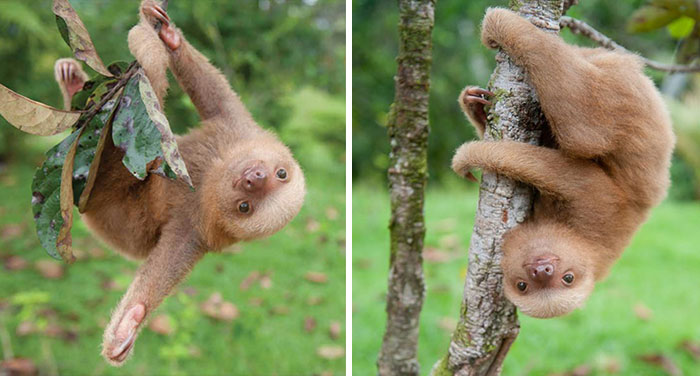 Cute-sloths