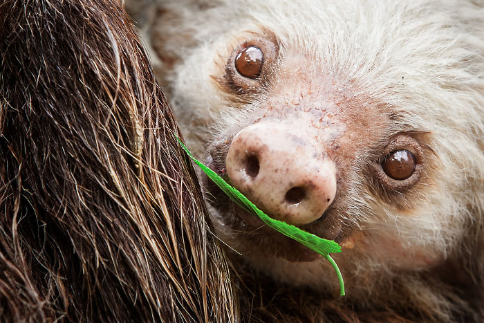 Cute-sloths