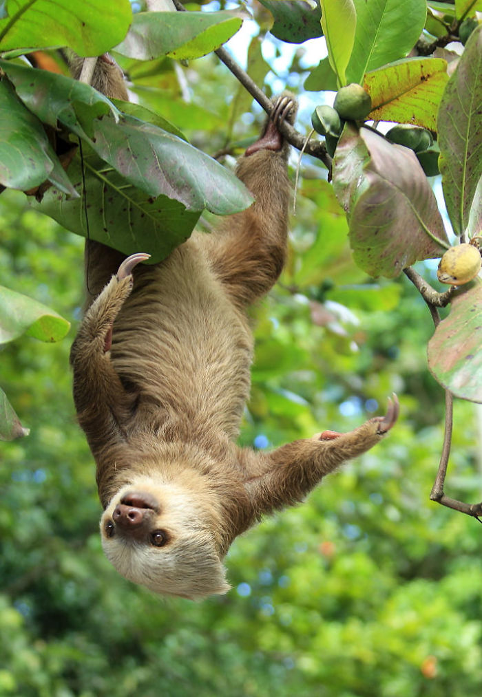 Cute-sloths