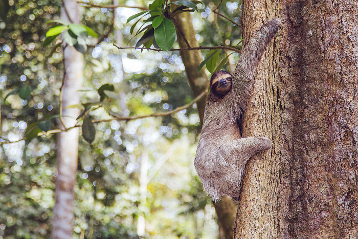 Cute-sloths