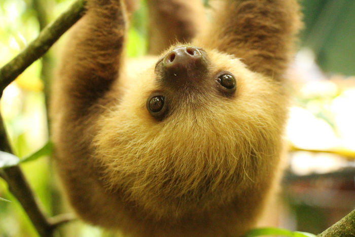 Cute-sloths