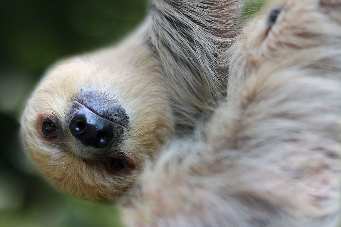 Cute-sloths