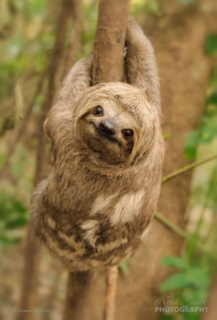 Cute-sloths
