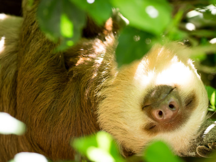 Cute-sloths