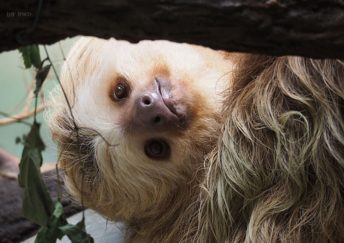 Cute-sloths
