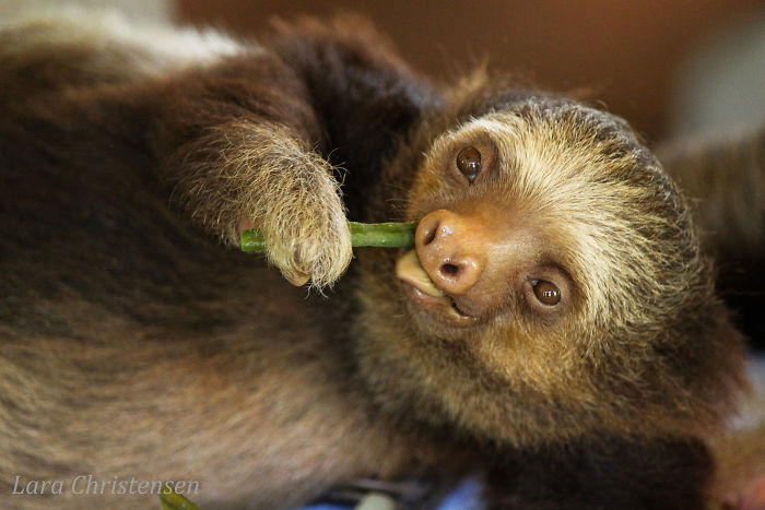 Cute-sloths