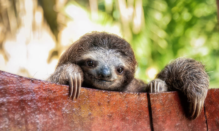 Cute-sloths