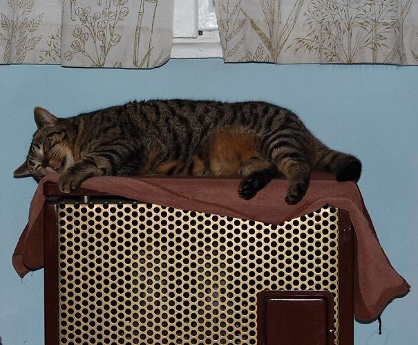 Cziczus - The Master Of Sleeping