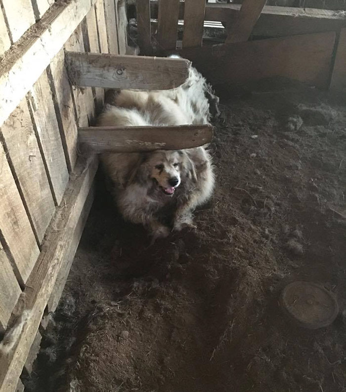 dog-stuck-barn-fur-cut-3 dog-stuck-barn-fur-cut-3