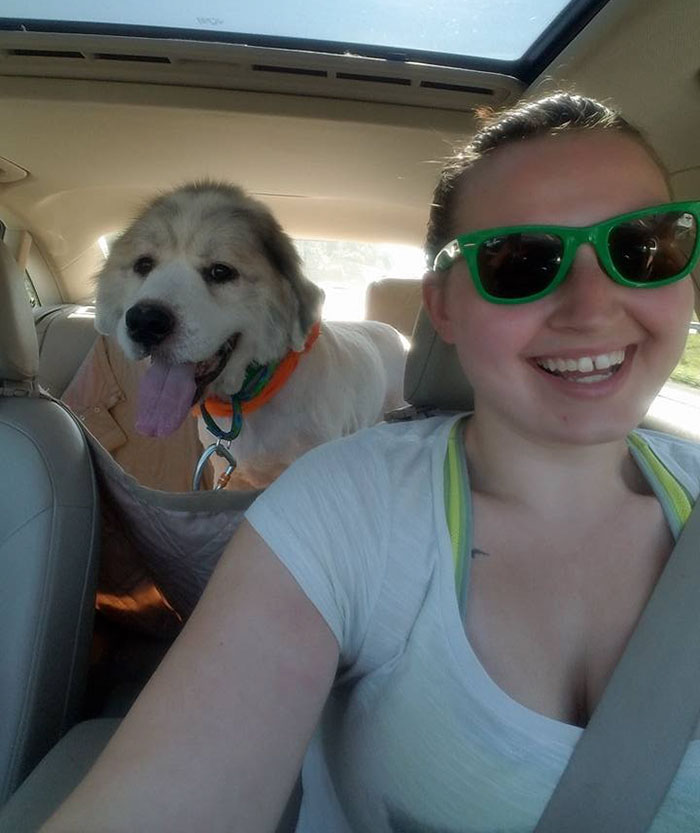 dog-stuck-barn-fur-cut-4 dog-stuck-barn-fur-cut-4