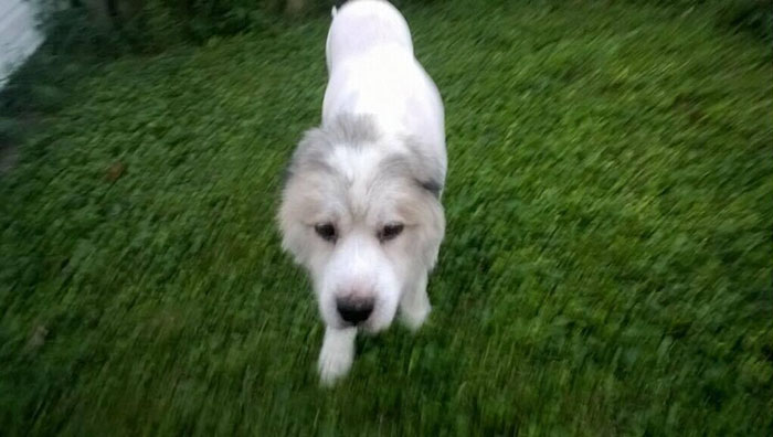 dog-stuck-barn-fur-cut-6 dog-stuck-barn-fur-cut-6