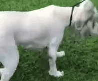 dog-stuck-barn-fur-cut-7 dog-stuck-barn-fur-cut-7