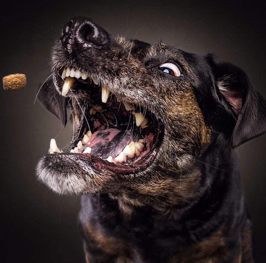 Dog Catching Treat
