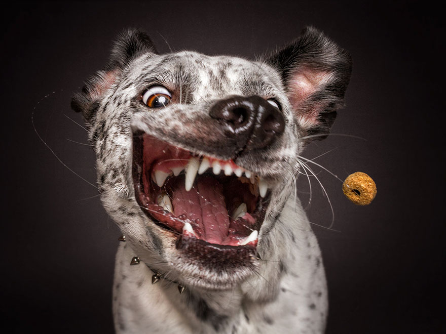Dog Catching Treat