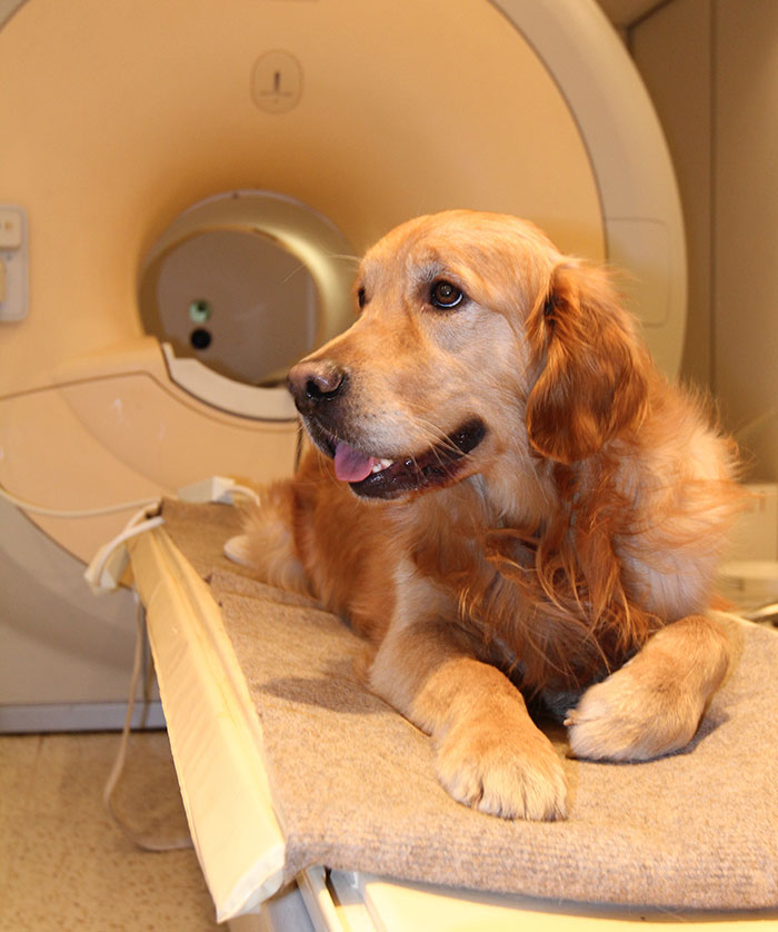 dogs-understand-human-budapest-5 dogs-understand-human-budapest-5