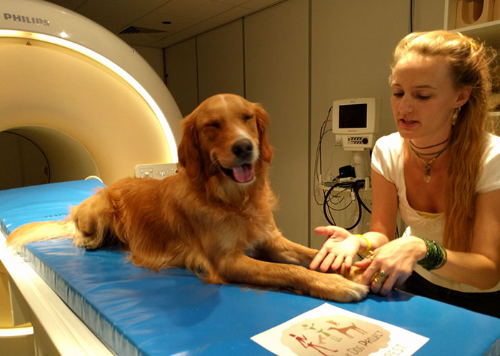 Scientists Prove Dogs Understand Humans Better Than We Thought