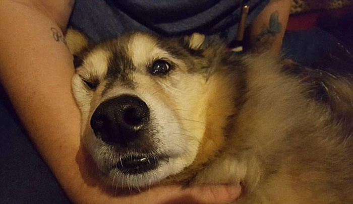 dying-dog-snow-machine-texas-3 dying-dog-snow-machine-texas-3