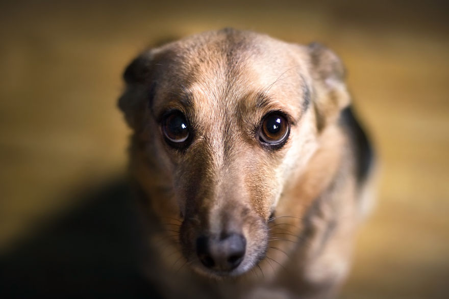 Can You See The Life Behind The Form?
i Take Animal Portraits To Show Life Is The Same Behind All Form Can You See The Life Behind The Form?
i Take Animal Portraits To Show Life Is The Same Behind All Form