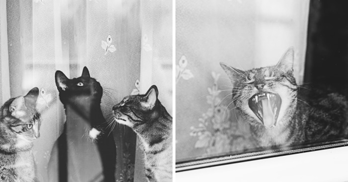 Cat And Window – A Perfect Mix