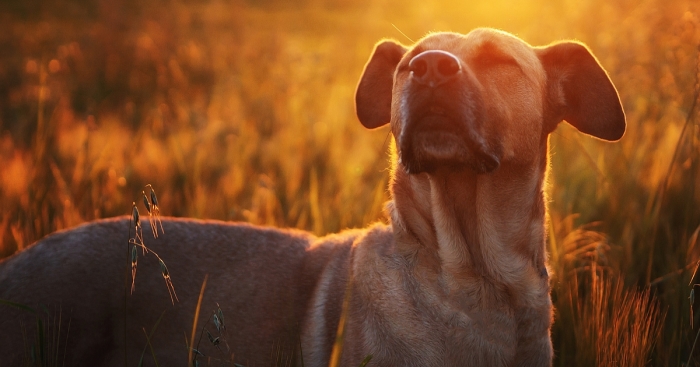 I Shot Detailed Macro Pictures Of My Lovely Dog