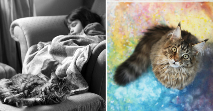 Why Maine Coon Cats Are So Cool