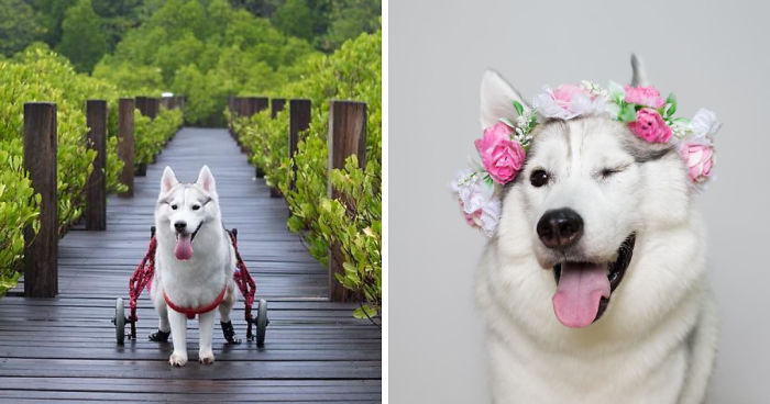 Husky Born Without Paws Gets Adopted And Becomes The Happiest Pup In A Wheelchair