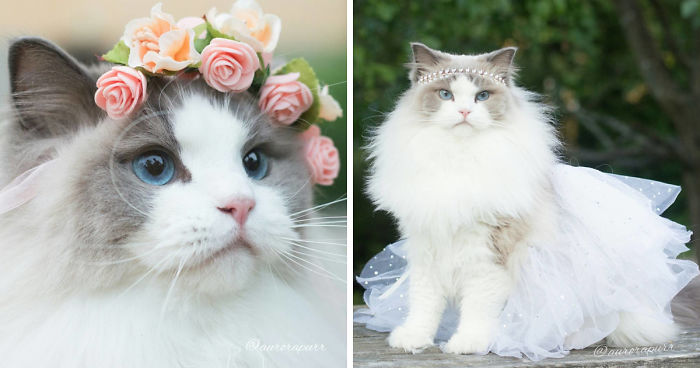 Meet Aurora, The Fluffy Cat Princess