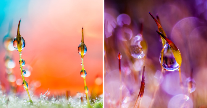 I’ve Found Parallel Universe In My Garden