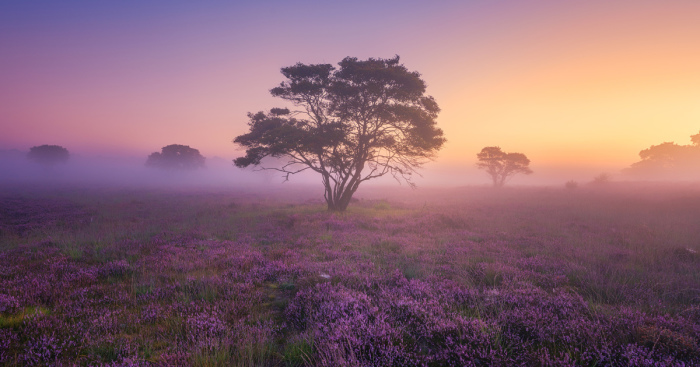 Why You Should Visit My Homeland The Netherlands In August – A Purple Dream