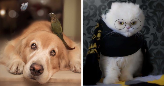 I Photograph Pets In Funny Moments To Raise Money For Charity