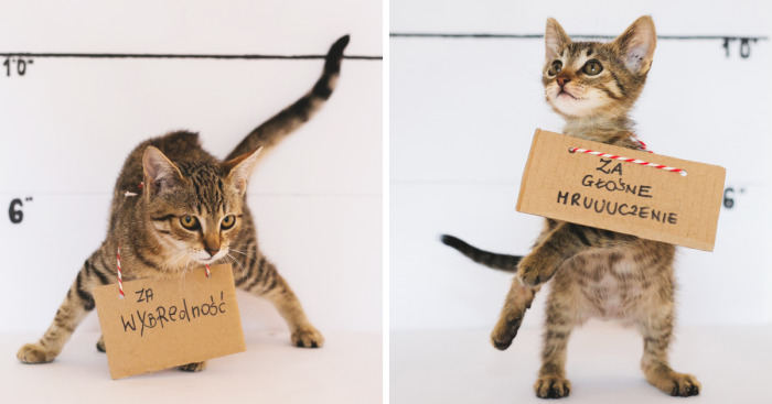 We Photographed Cats That Are Under The Care Of Our Foundation