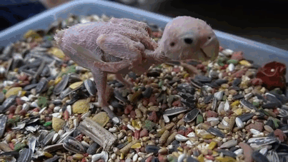featherless-lovebird-boston-1 featherless-lovebird-boston-1
