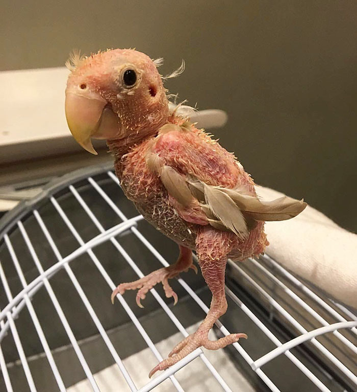 featherless-lovebird-boston-10