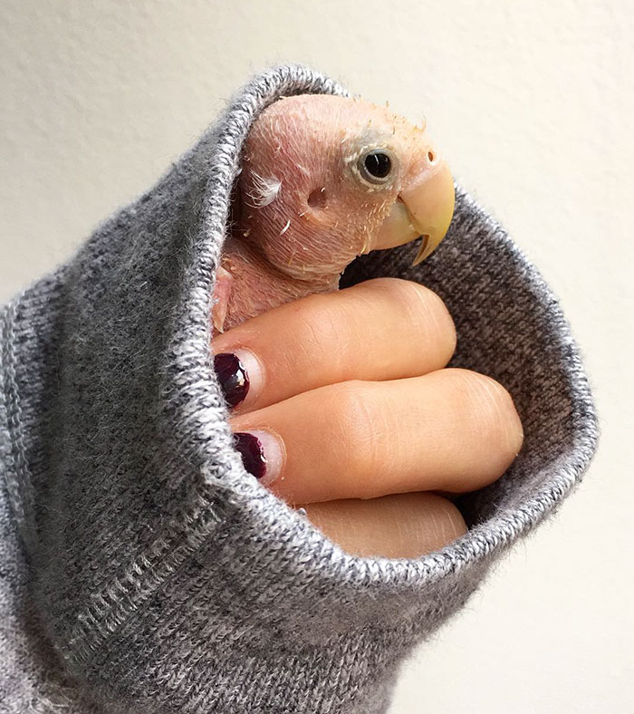 featherless-lovebird-boston-14