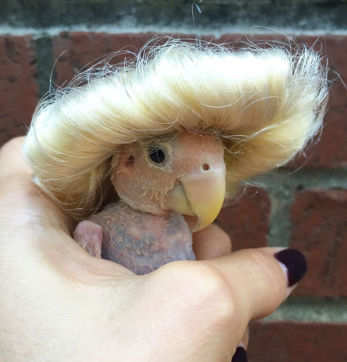 featherless-lovebird-boston-16