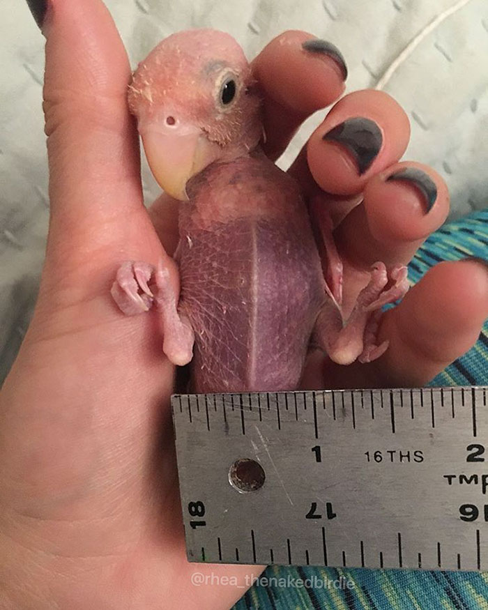 featherless-lovebird-boston-17 featherless-lovebird-boston-17