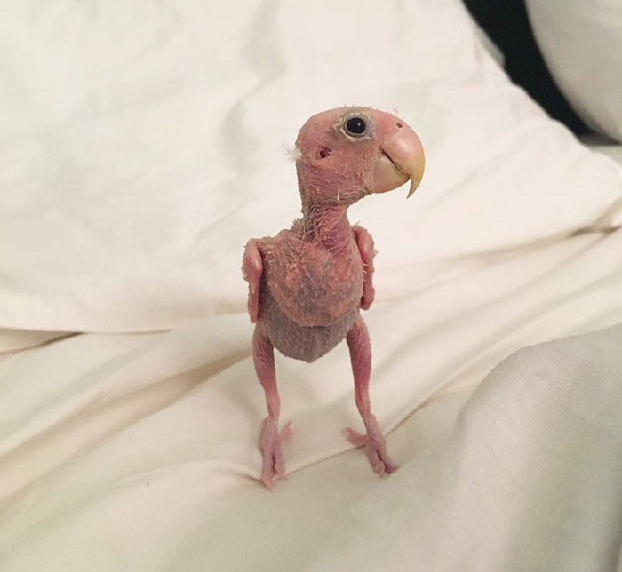 featherless-lovebird-boston-18