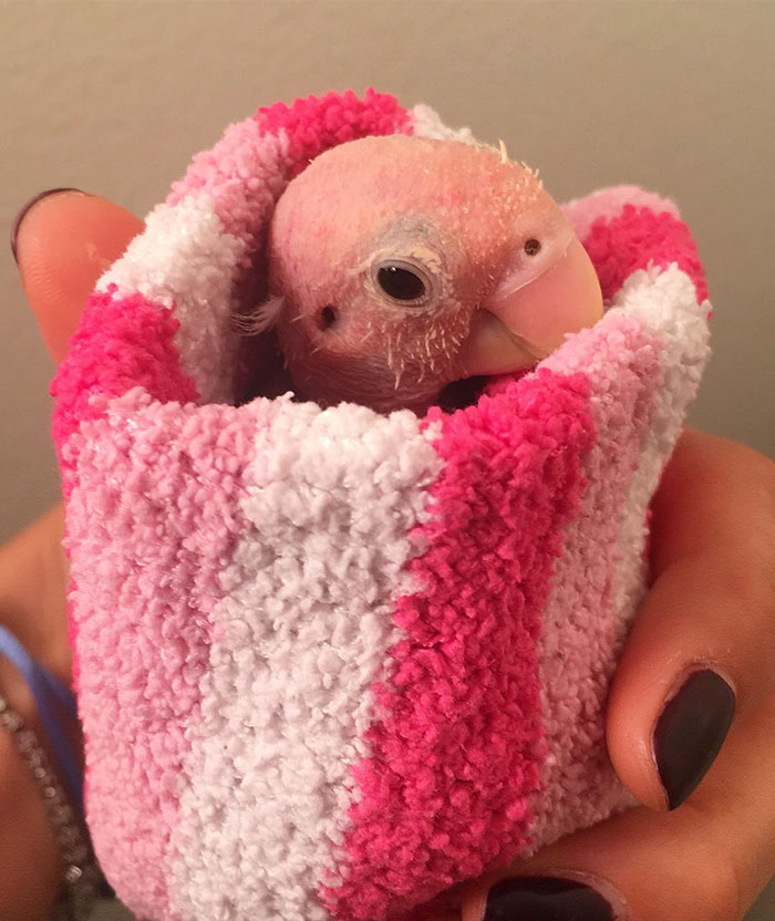 featherless-lovebird-boston-19