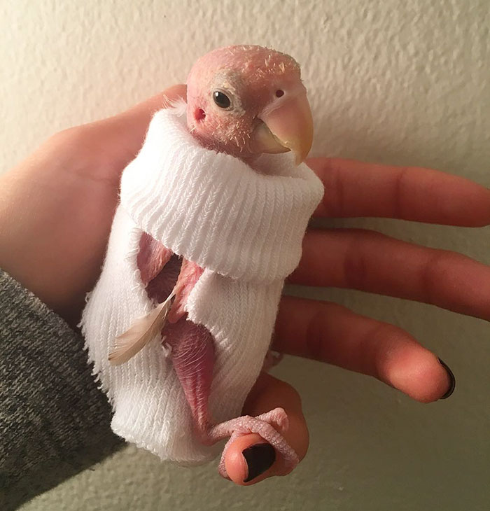 featherless-lovebird-boston-25