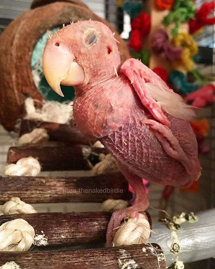 featherless-lovebird-boston-29 featherless-lovebird-boston-29