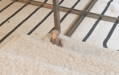 featherless-lovebird-boston-3 featherless-lovebird-boston-3