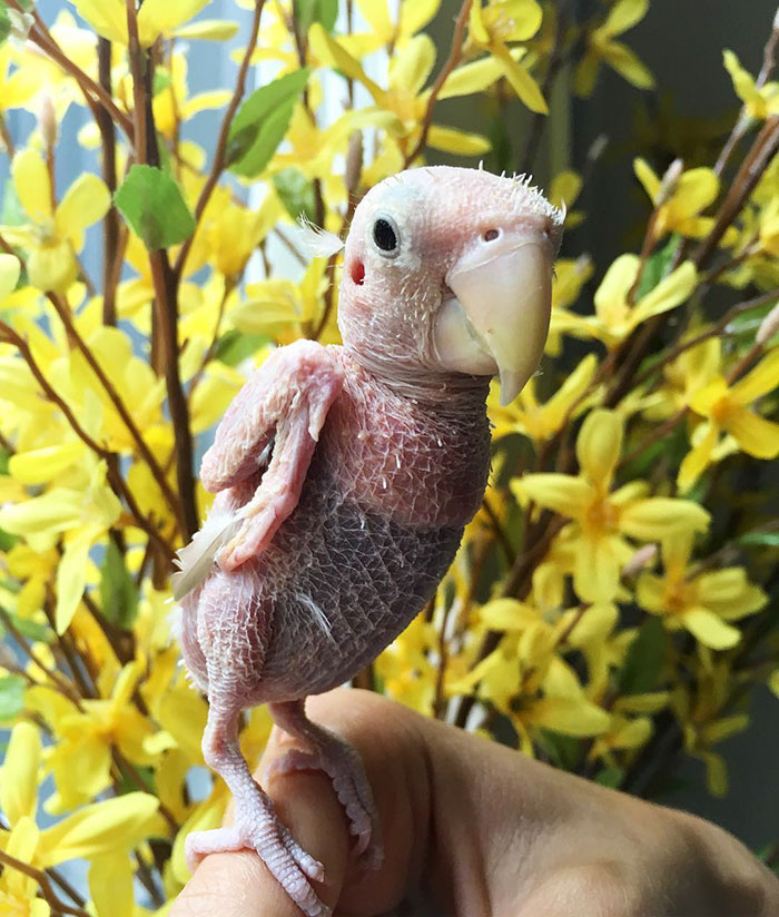 featherless-lovebird-boston-7 featherless-lovebird-boston-7